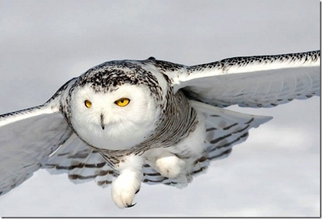 Snowy-Owl-8