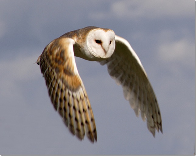 barn-owl-in-flight-small