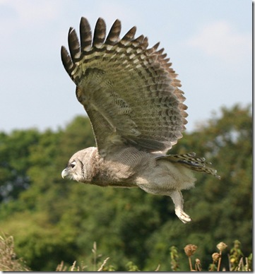 milky-eagle-owl