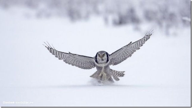 normal_Northern Hawk Owl, Finland