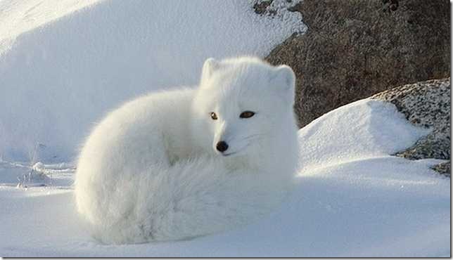 Snow-White-Arctic-Fox-2