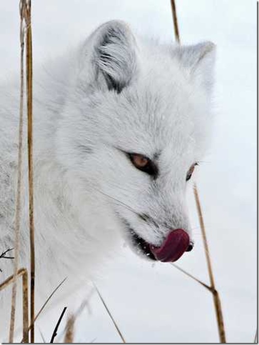 Snow-White-Arctic-Fox-5