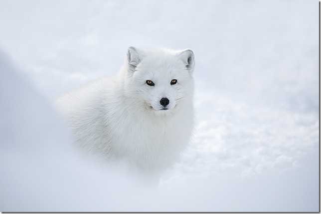 Snow-White-Arctic-Fox-6