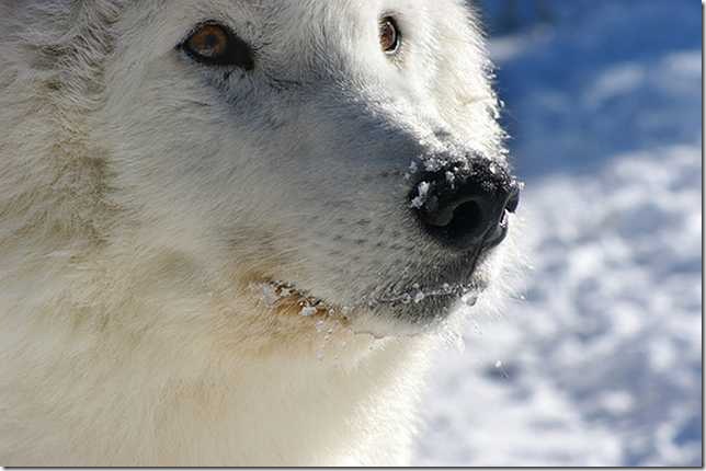 Snow-White-Arctic-wolf-1