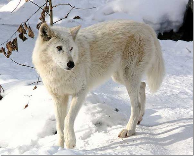 Snow-White-Arctic-wolf-