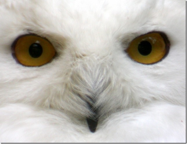 Snowy-Owl-