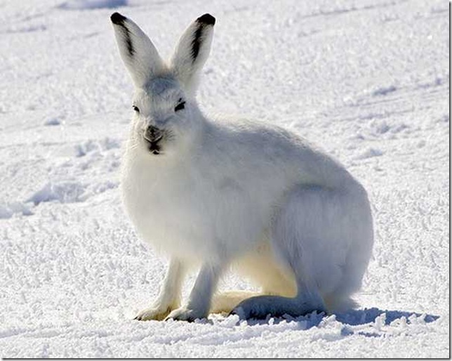 arctic-hares-