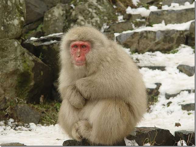 snow-monkeys-