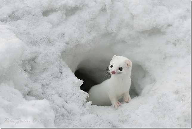 snow-weasel-1