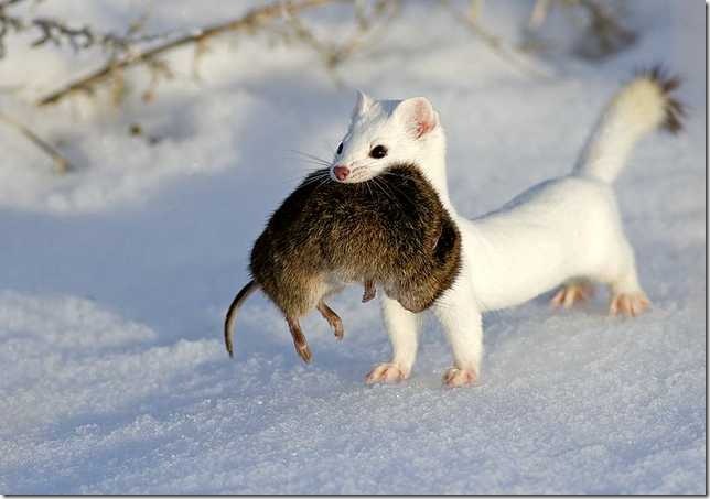 snow-weasel-2