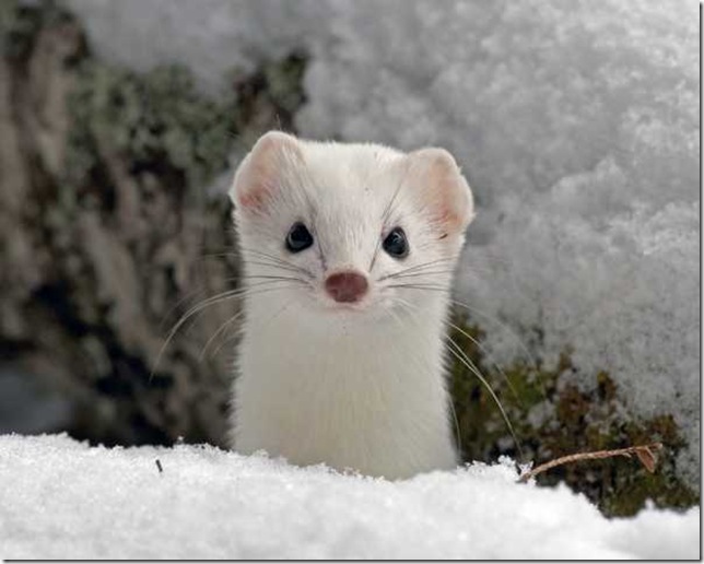 snow-weasel-