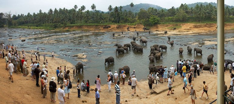 приют для слонов на Шри-Ланке