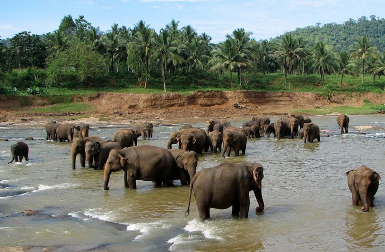 слоны на Шри-Ланке
