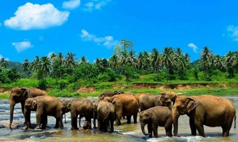 приют для слонов Пиннавела