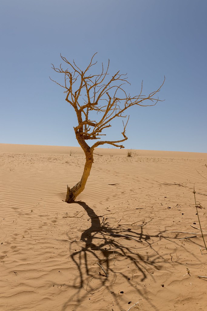дерево в пустыне