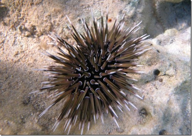 Mathas-sea-urchin-1