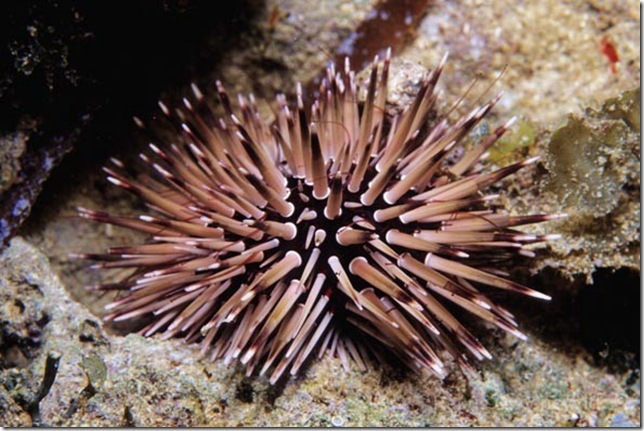 Mathas-sea-urchin-