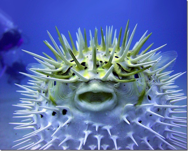 The_Puffer_Fish