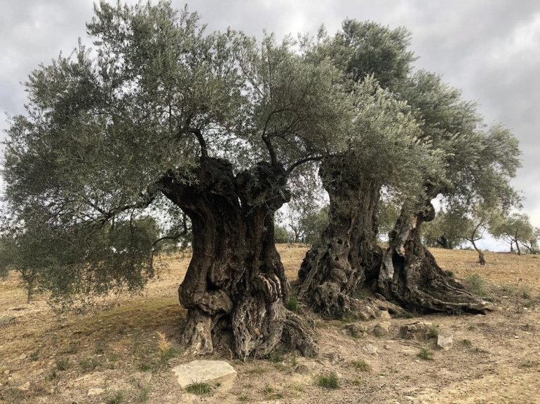 тысячелетняя оливка