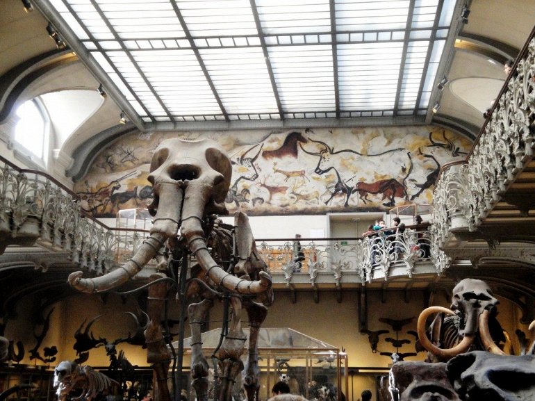 галерея палеонтологии в париже