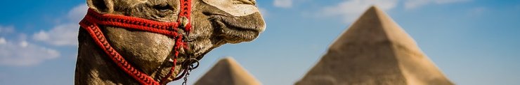 верблюд на фоне пирамиды