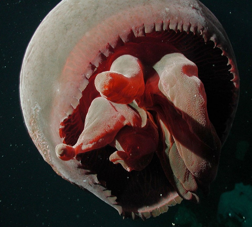 Фото Большая красная медуза