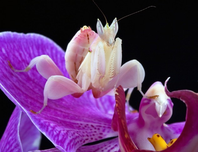 Фото Богомол Орхидея