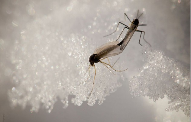 Фото Комары-звонцы выживают в экстремальных температурах