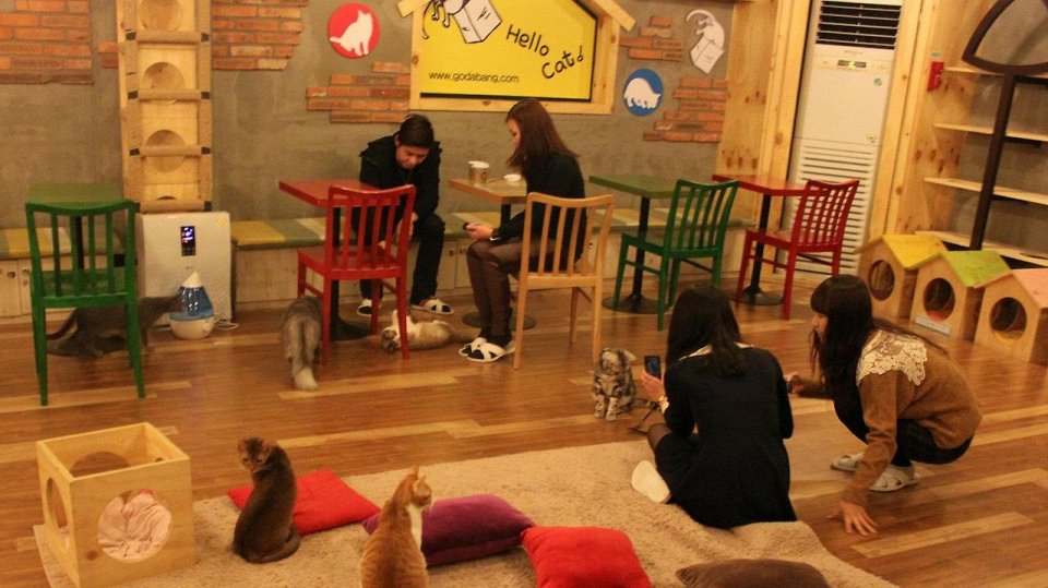 Фото Godabang Cat Cafe - Сеул, Южная Корея