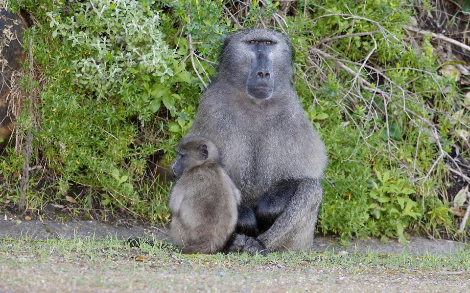 Фото Прогулки с бабуинами по Южной Африке