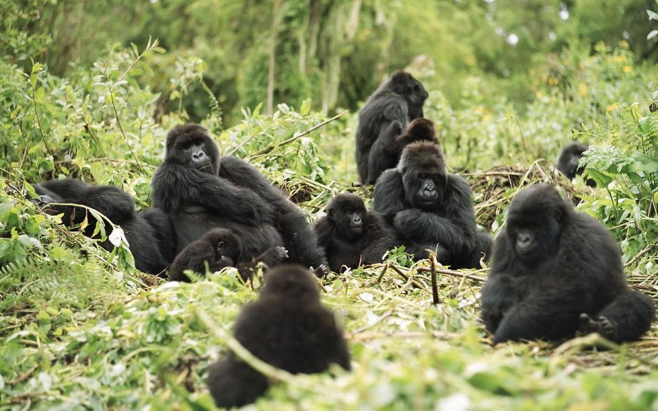 Фото Встреча с горными гориллами, Руанда