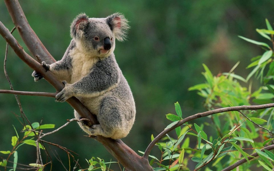 Фото Слежка за коалами, Брисбен