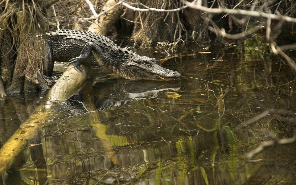 Фото Столкнитесь с аллигаторами во Флориде