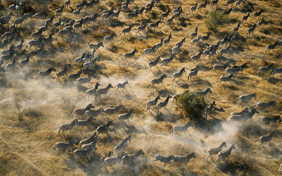 Фото Наблюдать за миграцией зебр в Ботсване