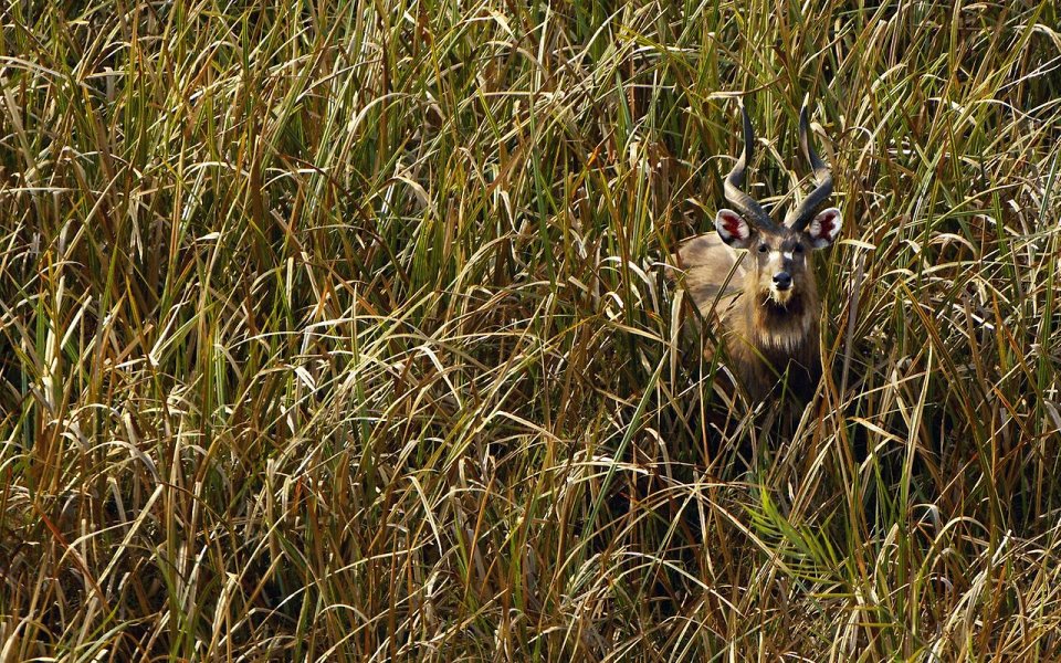Фото Наблюдай за редкими оленями в Замбии