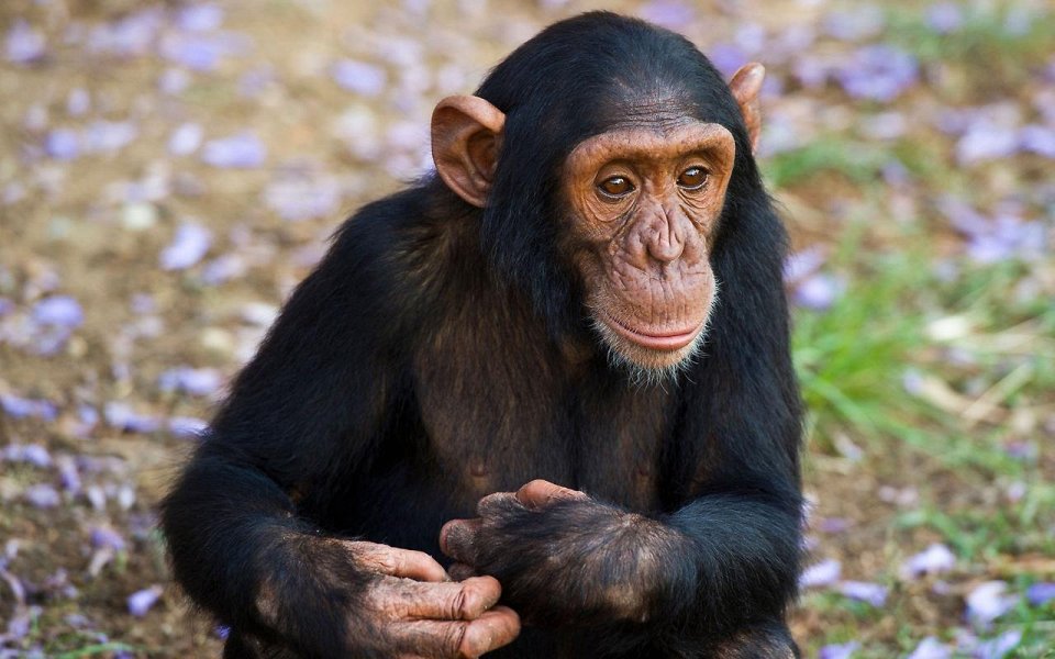 Фото Помочь изучать шимпанзе в Южной Африке