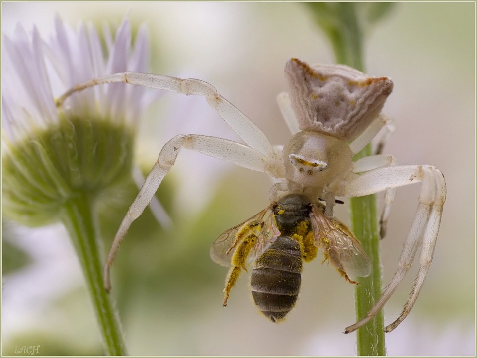 Фото Многие виды пауков