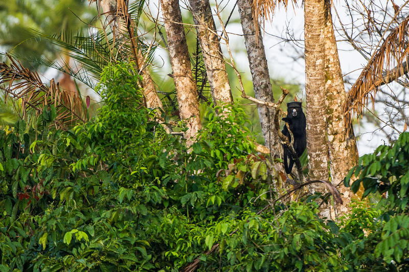 Тропический лес
