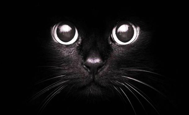 Фото Черные кошки