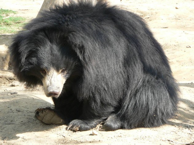 Медведи в Индии / Интересные факты о медведях