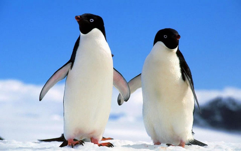 Фото Пингвины