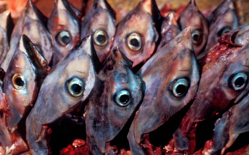 Фото Глазные яблоки тунца, Япония