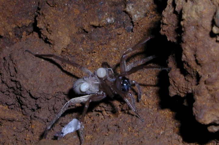 Пещерный паук-волк кауаи