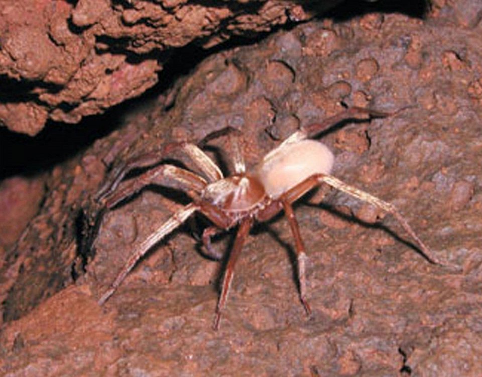 Фото Пещерный паук-волк кауаи