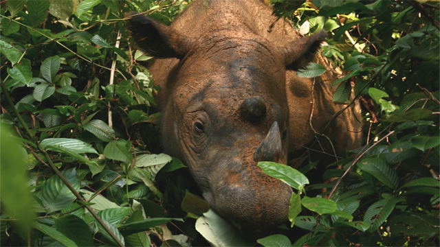 Фото Суматранский носорог