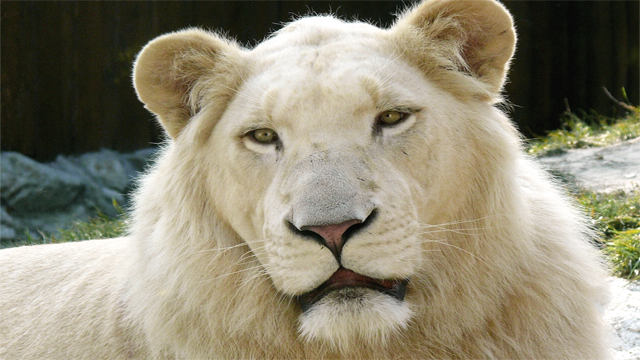 Фото Белый лев