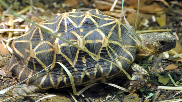 Фото Геометрическая черепаха