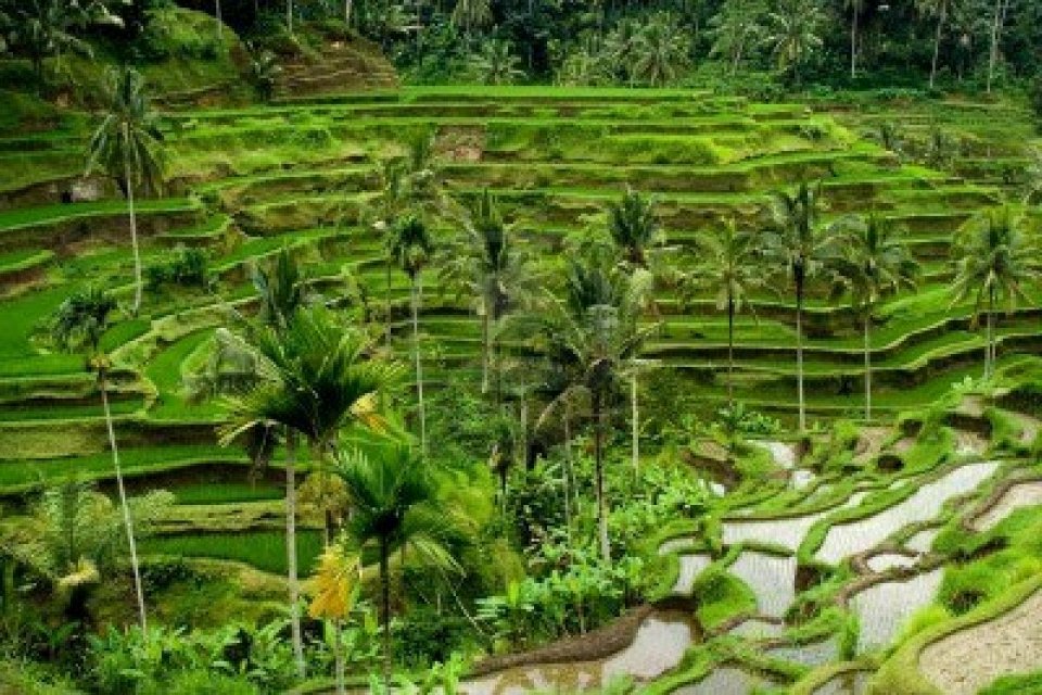 Фото Рисовые террасы, Бали, Индонезия 
