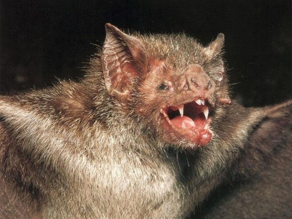 Фото Виды мышей-вампиров
