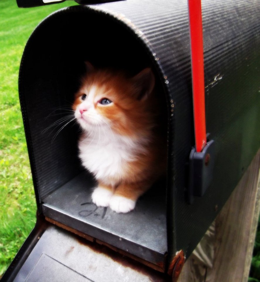 Фото Бельгийские почтовые коты